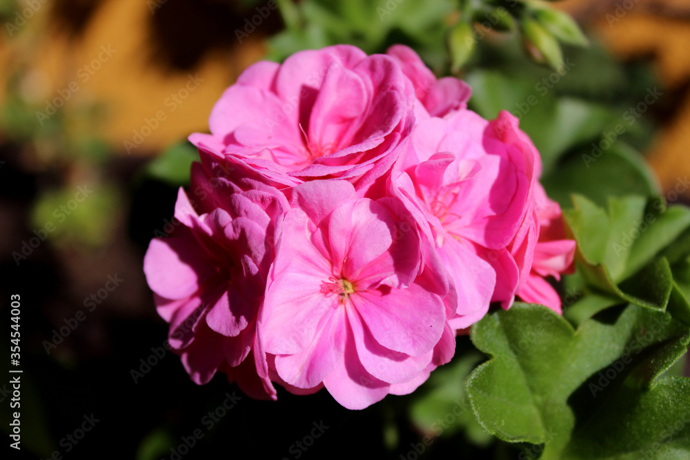 Obraz premium Pink pelargonium flower head