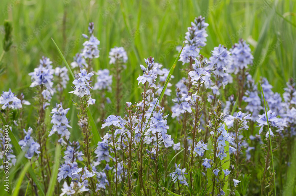 Fototapeta premium small blue delicate flowers in green foliage 6