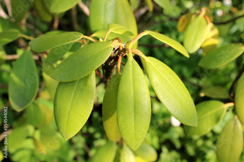 Blooming bourgeon of rhododendron