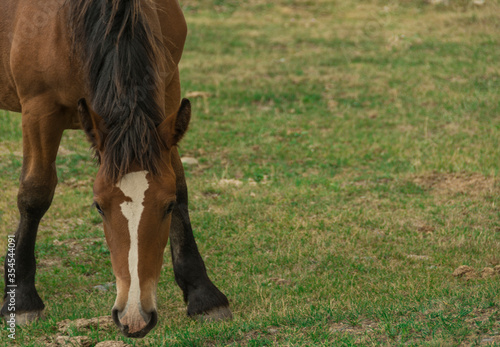 Close-up of a horse feeding in the meadows of the Pyrenees