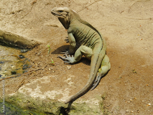 Iguana basking in the sun