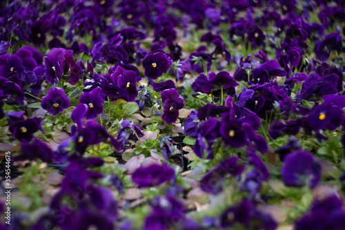 Purple velvet Calibrachoa flowers outdoor 