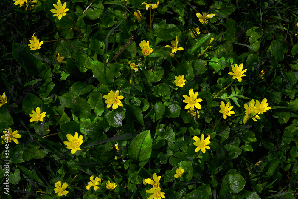 Fototapeta premium yellow flowers in the garden