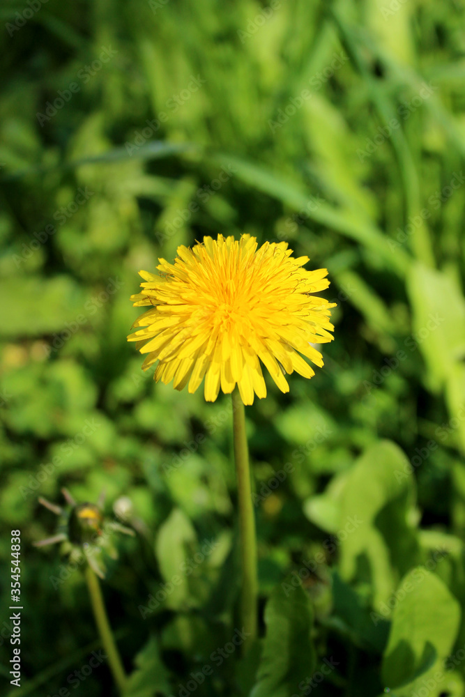 Solo dandelion in a meadow Solo dandelion in a meadow