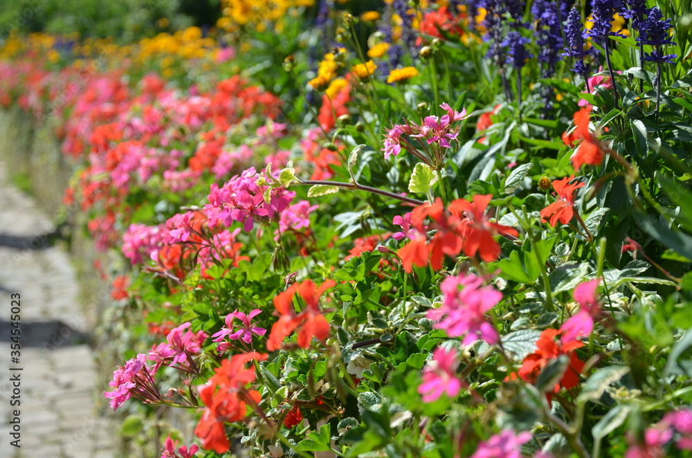 Flowers in a garden, Marburg (Germany)