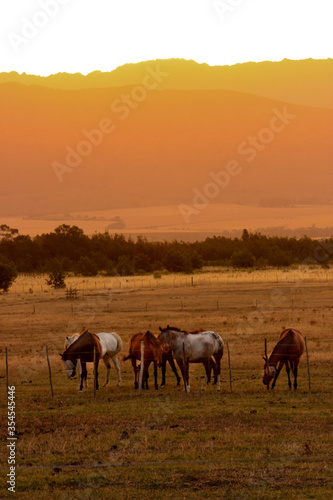 herd of horses in field at sunset © ann gadd