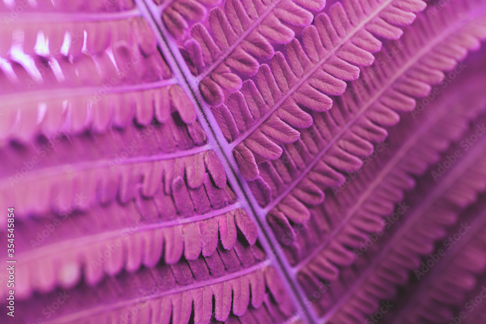 Fototapeta premium Closeup of beautiful fresh fern leaves toned in purple. Perfect nature background for your project. Rich colours, moody toning. 