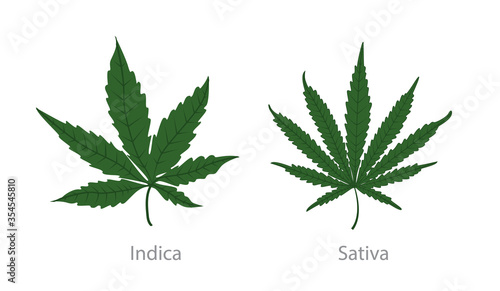 Cannabis organic hemp leaf. Use it for marijuana product label and logo graphic design. Green farm. Easy editable for Your design
