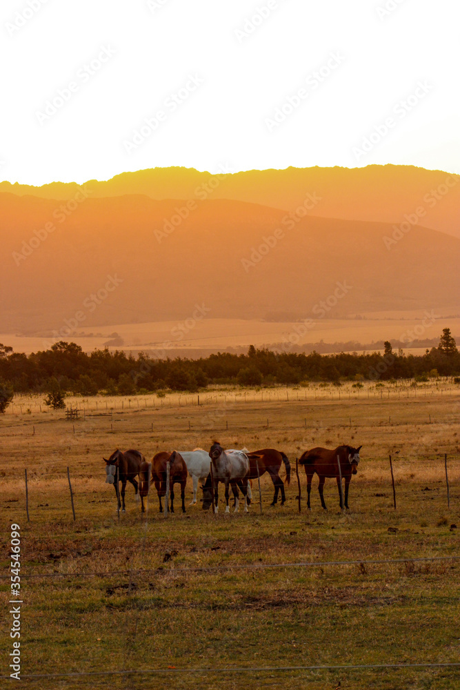 horses at sunset