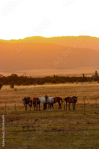 horses at sunset © ann gadd