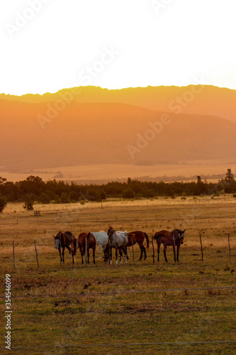Obraz na płótnie horses at sunset w salonie