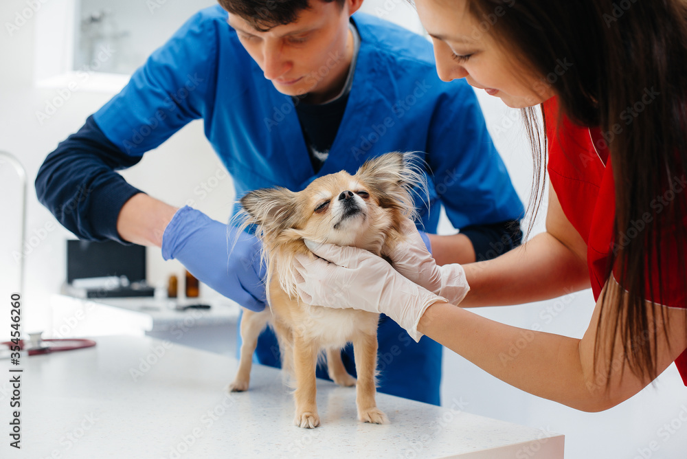 In a modern veterinary clinic, a thoroughbred Chihuahua is examined and treated on the table. Veterinary clinic