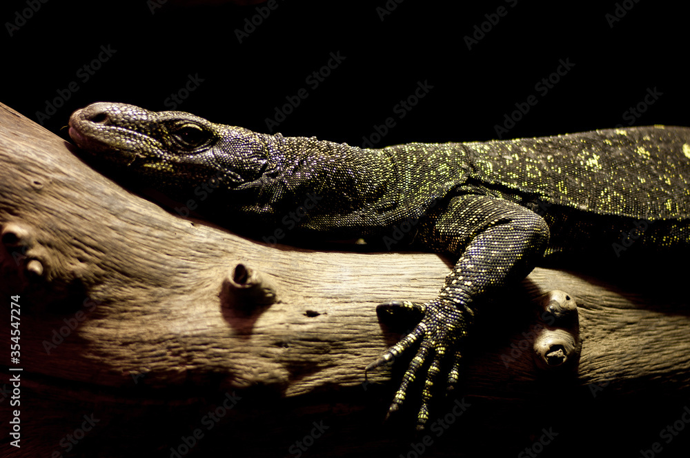 Fotografie papuan monitor (Varanus salvadorii) having rest on the trunk of tree