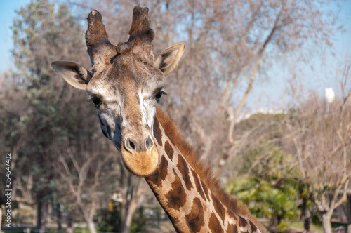 Portrait of a giraffe head against green background