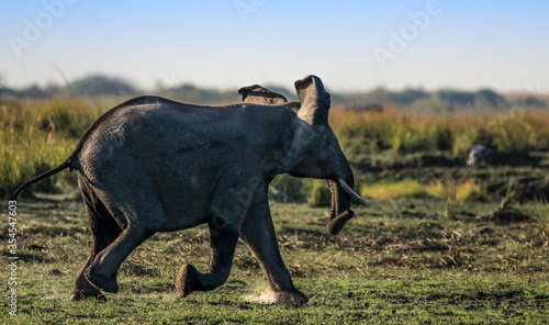elephant charging side shot photo