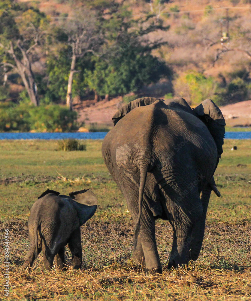 Fototapeta premium elephant mother with baby rear view