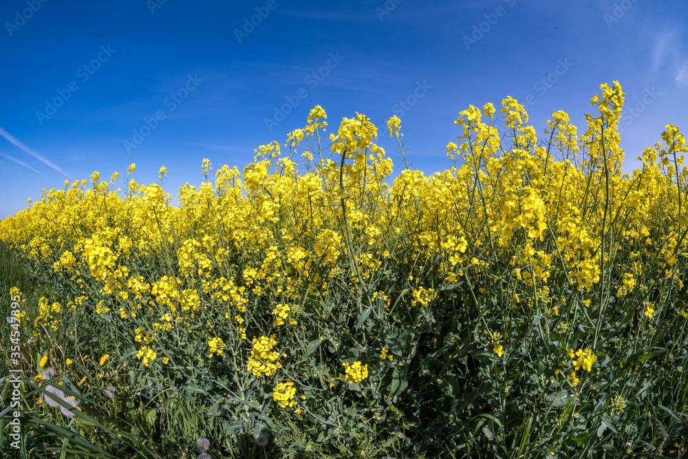Field of beautiful springtime golden flower of rapeseed with blue sky Field of beautiful springtime golden flower of rapeseed with blue sky