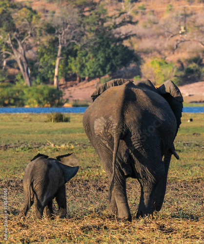 elephant mother with baby rear view photo