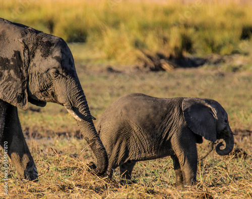 Elephant with baby photo