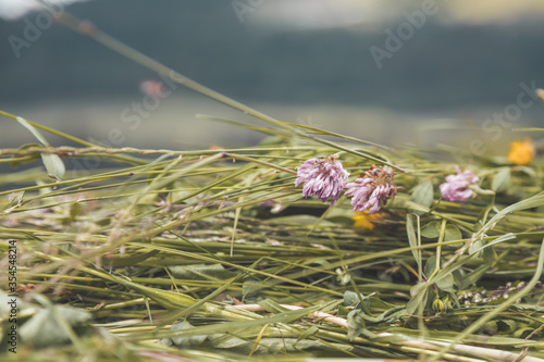 Canvas Print Agriculture hay concept: Close up of fresh moved hay on a field
