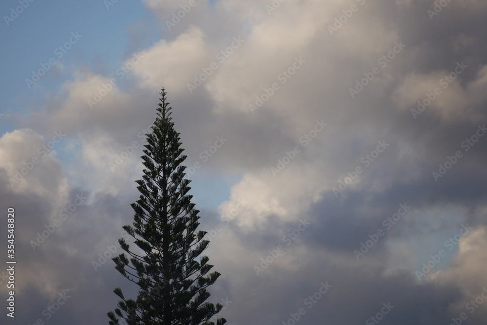Fotografie captain cook pine tree with clouds in the background in maui