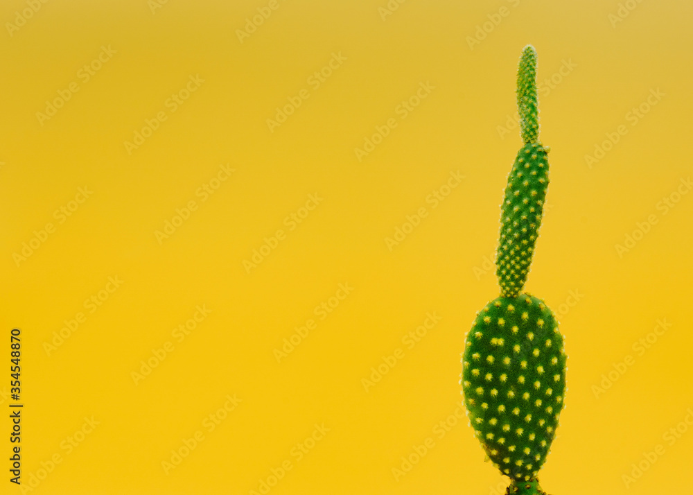 Macro of cactus on yellow background Macro of cactus on yellow background