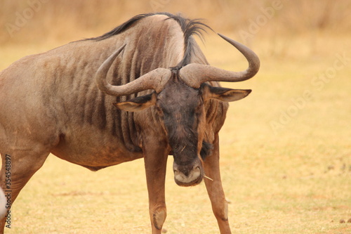 wildebeest close up