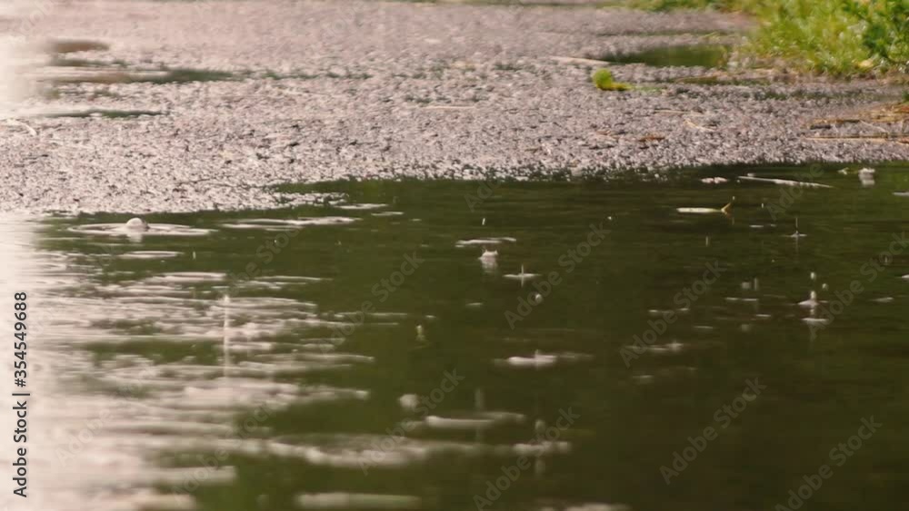 spring rain hits the paved path spring rain hits the paved path