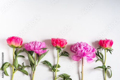 Wallpaper Mural peonies on a white background from bottom to center one in a row Torontodigital.ca
