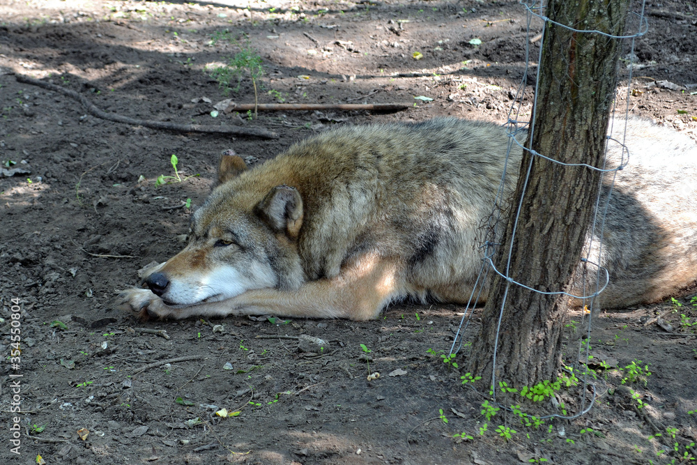 Naklejka premium wolf