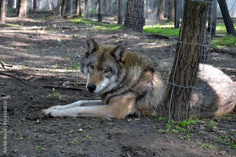 Fototapeta premium looking wolf