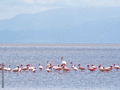 A colony of greater and lesser flamingos in Manyara Lake, Tanzania