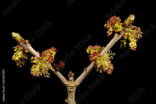 Billede på lærred Common Ash (Fraxinus excelsior). Male Inflorescence Closeup