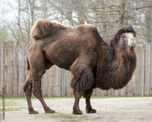Camelus bactrianus Adult Camel in zoo