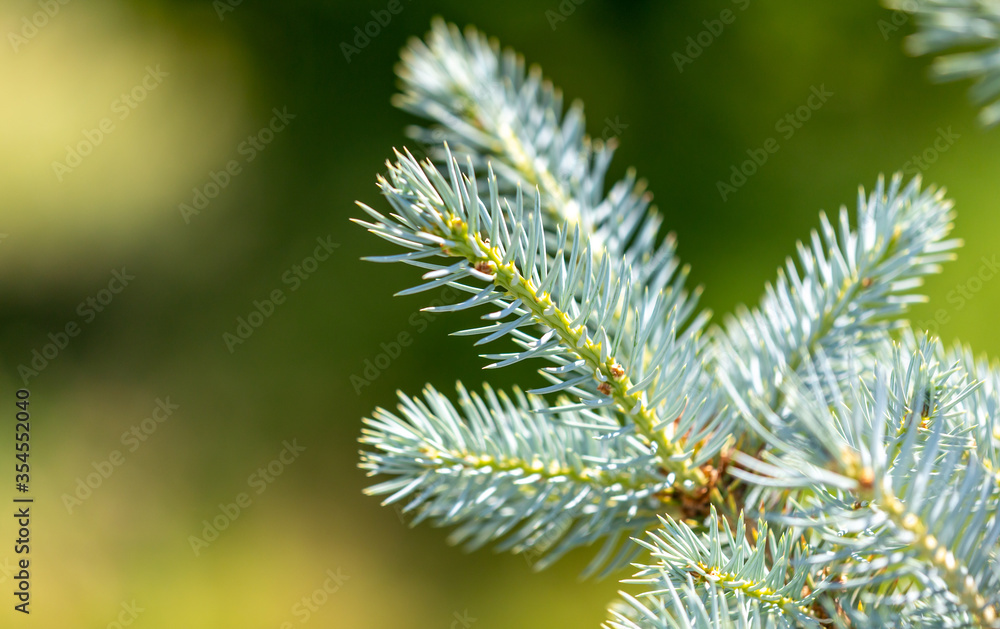 Green coniferous tree branch in the park