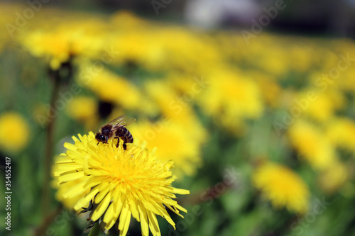 Bee feeding on dandelion flower.