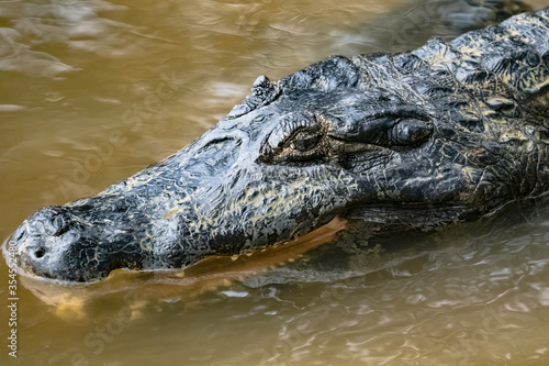 head of the Kaiman, lying in the water