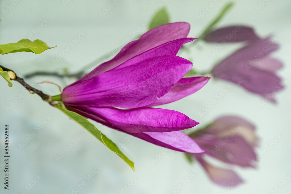 Magnolia liliiflora branch on a white background
