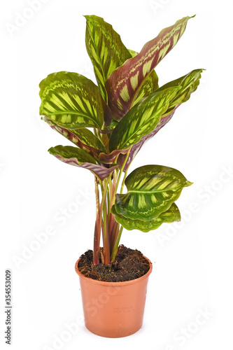 Tropical 'Calathea Flamestar' house plant with leaves raised during nighttime with beautiful striped pattern in flower pot isolated on white background photo