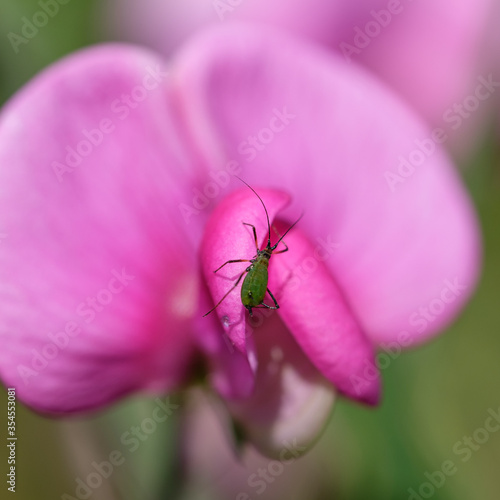 Green bug on a violet vetch flower