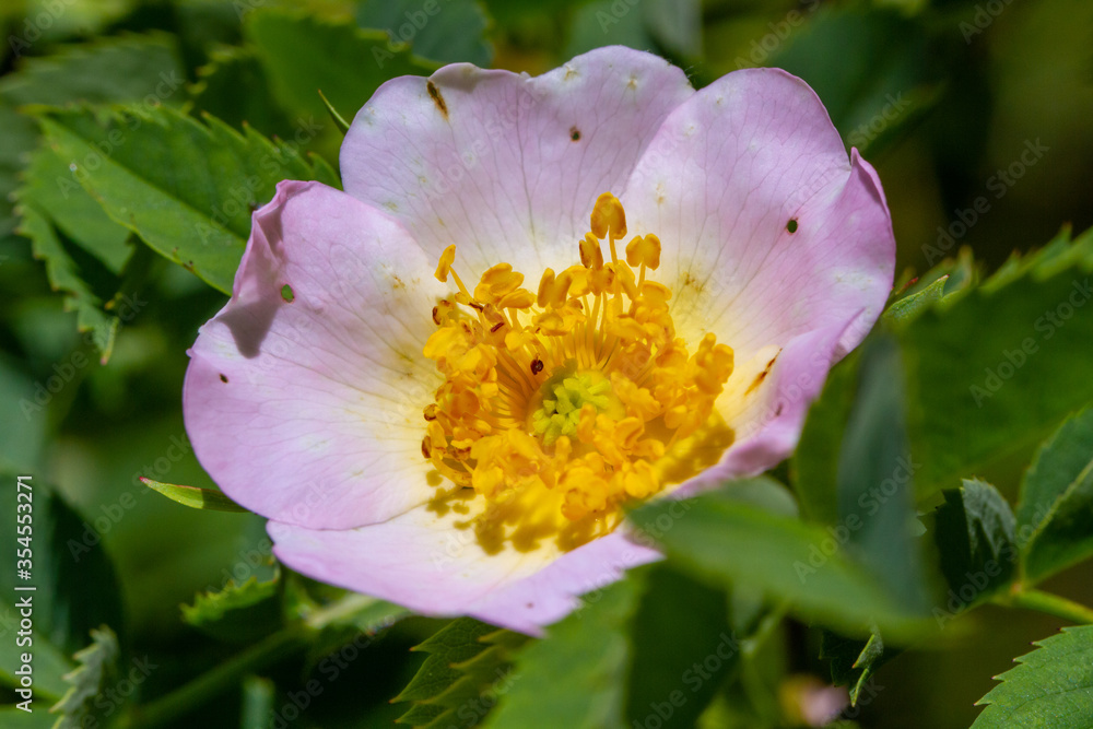 Makro einer Blüte der Heckenrose / Blühende Hagebutte (lat. Rosa canina) Makro einer Blüte der Heckenrose / Blühende Hagebutte (lat. Rosa canina)
