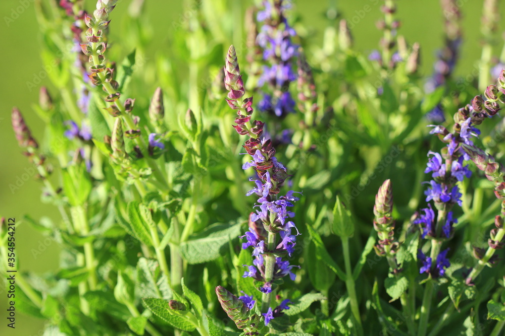 Fototapeta premium Summer flowerbed of beautiful bloomin g vivid purple woodland sage flower on green background