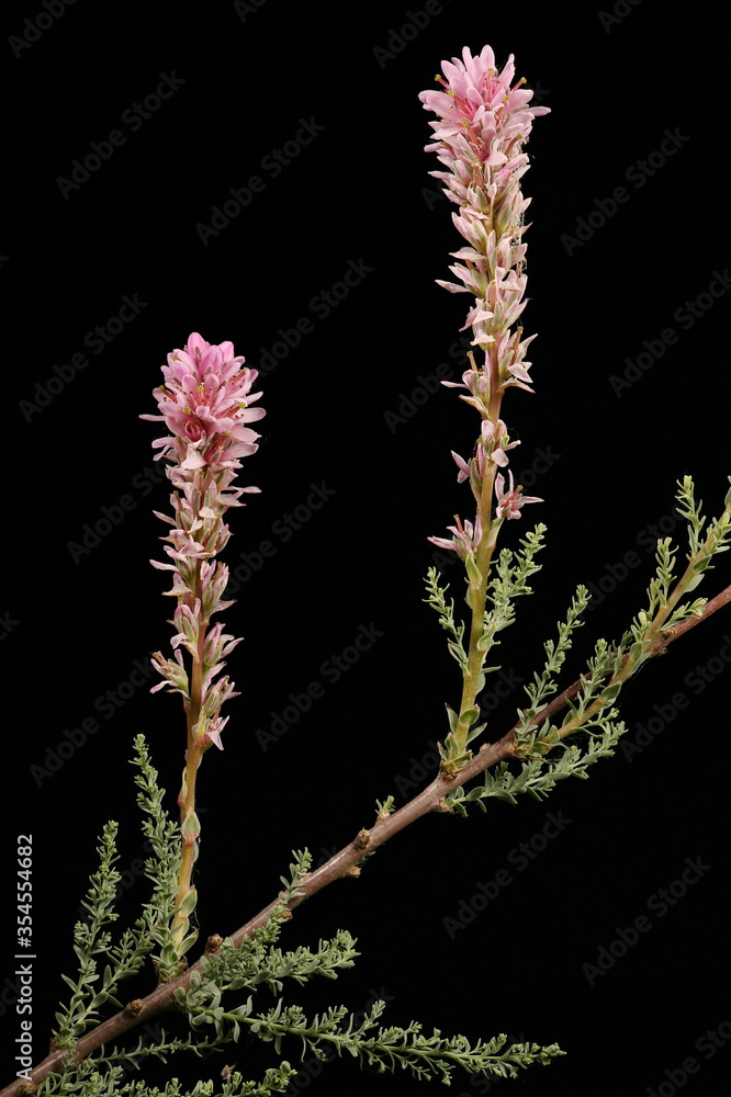 German Myricaria (Myricaria germanica). Inflorescence Closeup German Myricaria (Myricaria germanica). Inflorescence Closeup