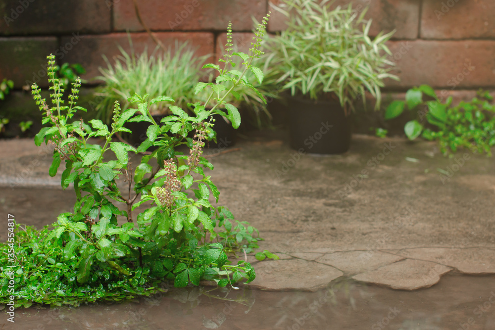 Thai basil grow in a garden Thai basil grow in a garden