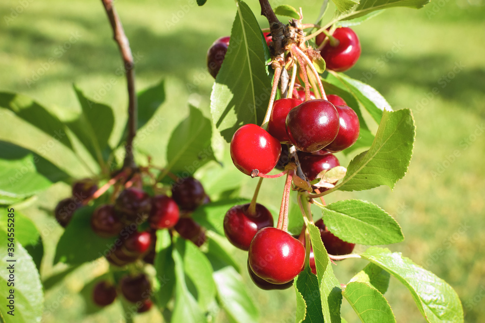 Ripe cherries on a cherry tree branch. Organic farming. Ripe cherries on a cherry tree branch. Organic farming.