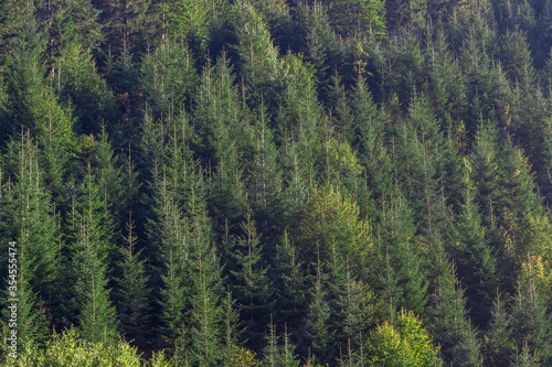 Spruce background. Carpathians tree forest pattern. Picea abies, also known as European spruce trees.