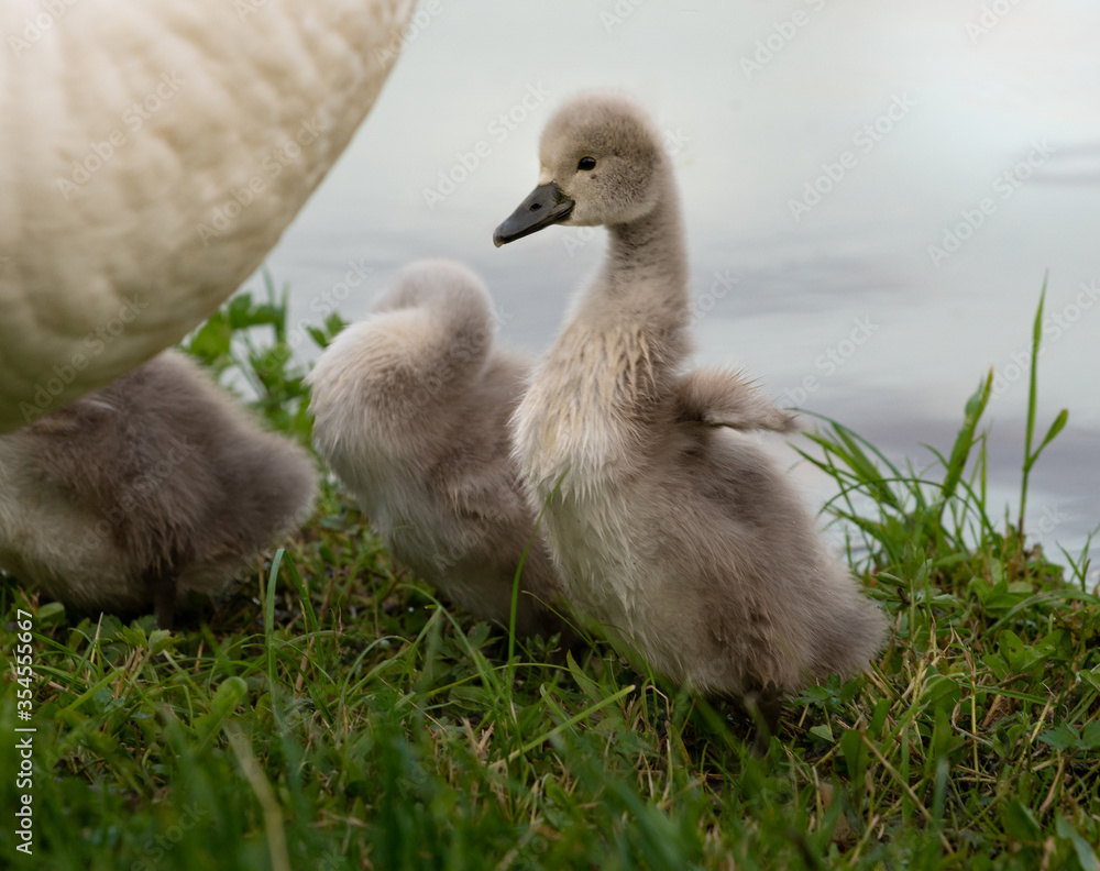 Erster Flügelschlag des Schwanbabys Erster Flügelschlag des Schwanbabys
