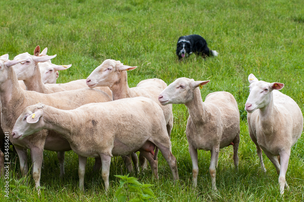 Obraz premium on pasture