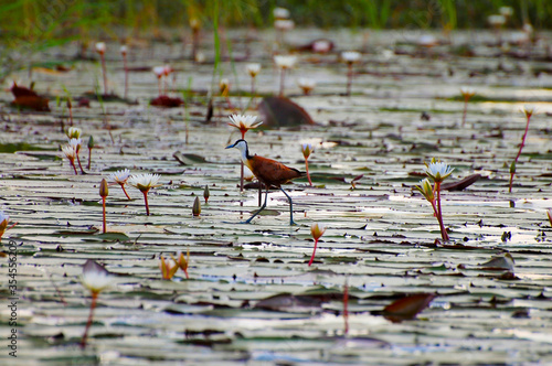 African Jacana - Chobe National Park - Botswana © Adwo