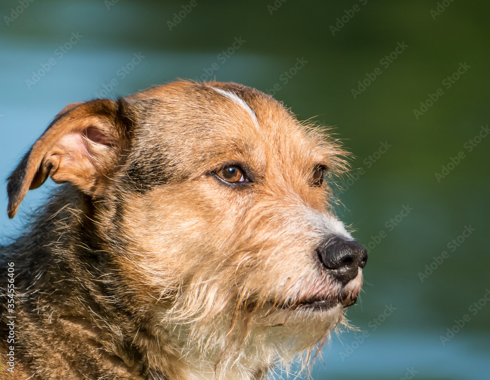 Beautifull mixed breed or cross breed dog in a park. Close up with a dog's head. Beautifull mixed breed or cross breed dog in a park. Close up with a dog's head.